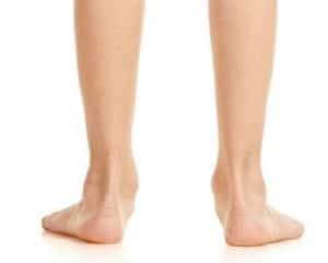 מדרסים לפלטפוס